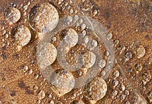 Water droplets on leaf