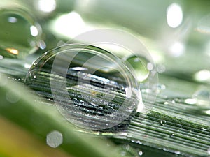 Water droplets on leaf