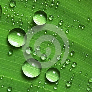 Water droplets on leaf photo