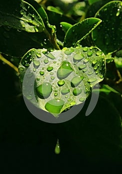 Water droplets on leaf