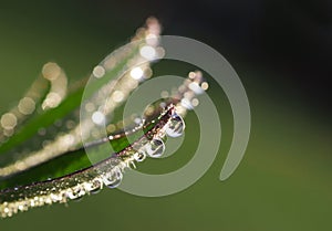 Water Droplets on a Leaf