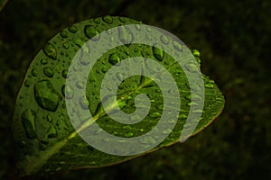 Water droplets on the leaf close up