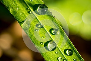 Water droplets on a leaf