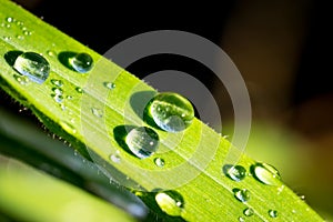 Water droplets on a leaf