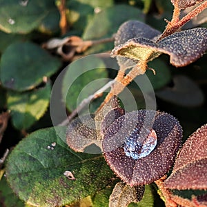 Water droplets on leaf with blur  background