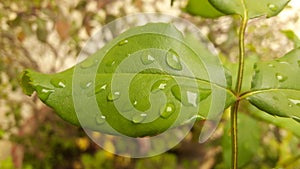 Water droplets on a leaf