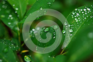 Water droplets on leaves