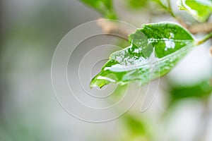 Water droplets on leaves when the rain stops. The leaves is green color