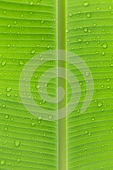 The water droplets on the leaves during the rainy season