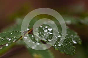 Agua gotas sobre el hojas reflexivo luz 