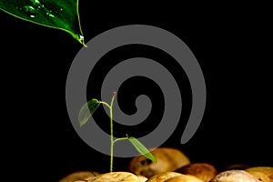 Water droplets from leaves to seedlings.Concept interdependence by used natural photo