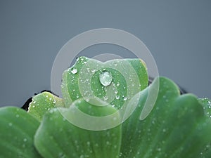 Water droplets on lettuce leaves after rain.