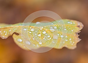 Water droplets lying on autumnal fallen leaf