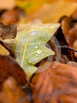 Water droplets lying on autumnal fallen leaf