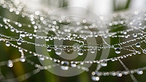 The water droplets magnify the threads enhancing the intricate web pattern