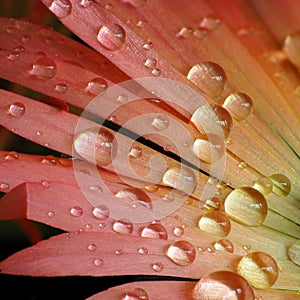 Water droplets on Mesembryanthemum flower