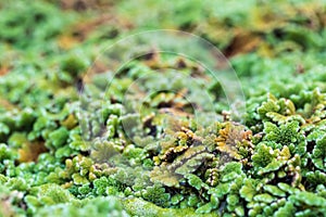 water droplets on mosquito fern (water velvet) after rainy. Azolla pinnata is an aquatic plant in Family