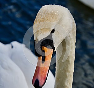 Water droplets and the Mute Swan