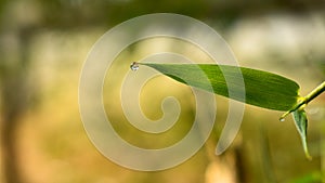 Water droplets on the tip of the bamboo leaf after rain