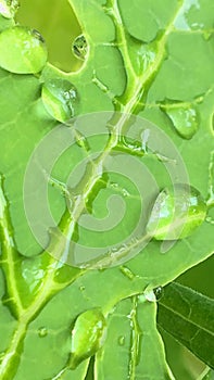 Water droplets on papaya leaves