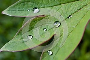 Water droplets on a peony leaf