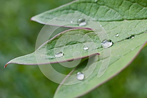 Water droplets on a peony leaf