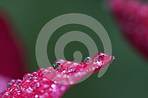 Water droplets on the petals
