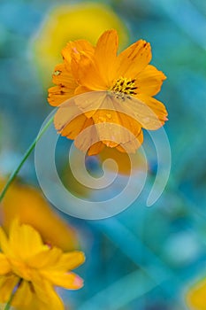 Orange flower with water drops photo