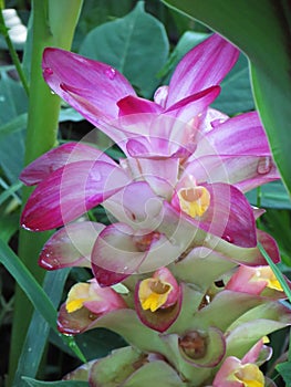 Water droplets on petals of Pink Wild Turmeric flower in the gar