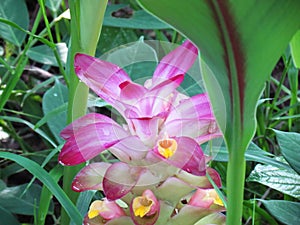 Water droplets on petals of Pink Wild Turmeric flower in the gar