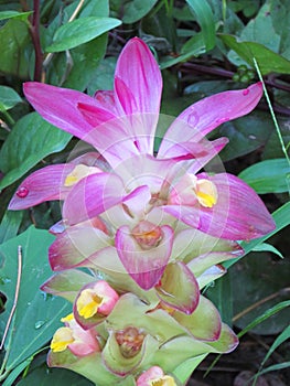 Water droplets on petals of Pink Wild Turmeric flower in the gar