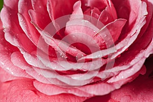 Water droplets on the petals, red camellia in the rain