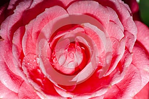 Water droplets on the petals, red camellia in the rain