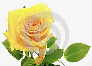 Water droplets on petals of yellow rose and green leaves isolated