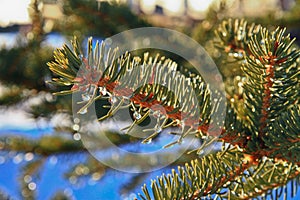 Water Droplets on a Pine Branch Reflect on a Warm Spring Day.