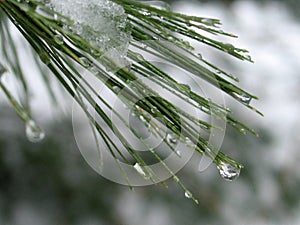 Agua gotas sobre el pino agujas 