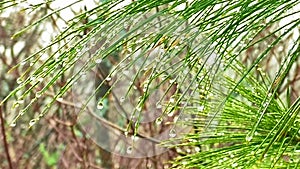 Water droplets on pine tree branch