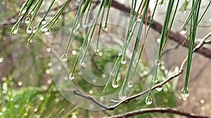Water droplets on pine tree branch