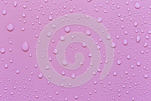 Water droplets on a pink background. For as a background drop on the product