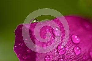 Water droplets on a pink flower