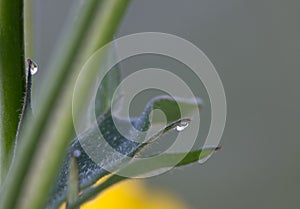 Water droplets plant