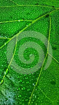 Water droplets on a plant leaf