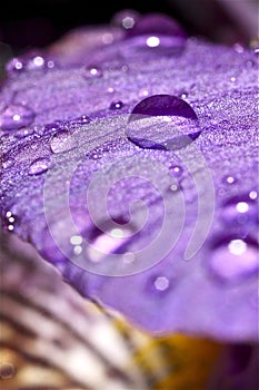 Water droplets on a purple flower