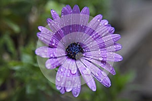 Water droplets on purple flower