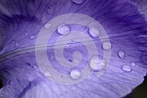Water droplets on a purple flower petal