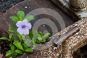 Water droplets on the purple flower after the rain.