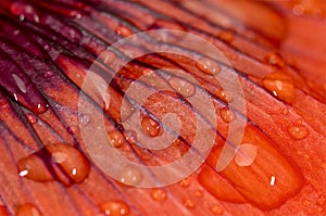 Water droplets on a red flower