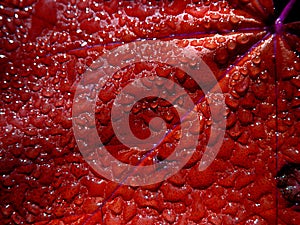 Water droplets on red leaf