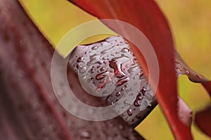 Water droplets on red leaves close-up. Macro photo of rain drops on leaf surface.