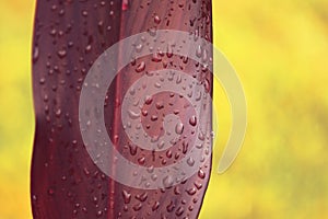 Water droplets on red leaves on yellow background close-up. Macro photo of rain drops on leaf surface.